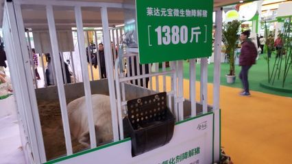 农博会重量级“展品”:1380斤巨型猪,值5万元!